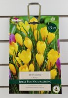 Taylors Yellow Crocus - 10 Bulbs