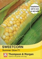 Thompson & Morgan Sweetcorn Summer Glow