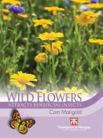 Thompson & Morgan Wild Flower Corn Marigold