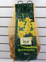 Taylors Narcissus Carlton Daffodil Bulbs - 2kg