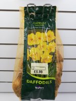 Taylors Narcissus Camelot Daffodil Bulbs - 2kg