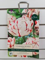 Taylors Carnival De Nice Tulips - 5 bulbs