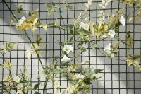 Smart garden climbing plant & fencing mesh green 20mm - 1m x 5m