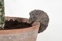 Fallen Fruits Pothanger - Hedgehog