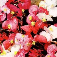 Thompson & Morgan Begonia Semperflorens Options Mixed
