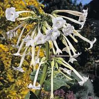 Thompson & Morgan Nicotiana Sylvestris