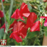 Thompson & Morgan Sweet Pea : Winston Churchill