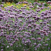 Thompson & Morgan Verbena Bonariensis