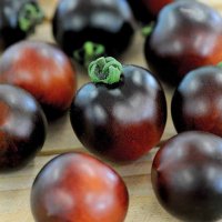 Thompson & Morgan Tomato Indigo Cherry Drops