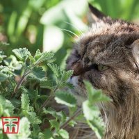 Thompson & Morgan Nepeta Cataria Catmint