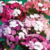 Thompson & Morgan Sweet William kaleidoscope Mixed