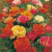 Thompson & Morgan Californian Poppy 'Monarch Mixed'