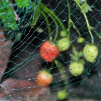 Green Jem Garden Netting - 2m x 5m