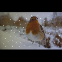 Snowtime Battery Operated Fibre Optic Canvas 50 x 30cm Robin