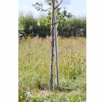 Smart Garden Round Tree Stake - 240cm