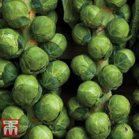 Thompson & Morgan Brussels Sprout Attwood