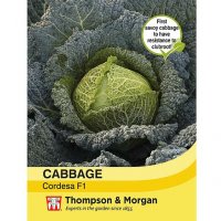 Cabbage Savoy Cordesa F1 Hybrid