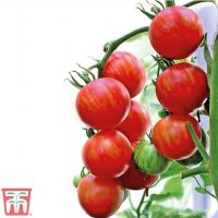 Tomato Tigerella (Mr Stripey)