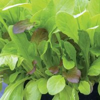 Thompson & Morgan Salad Leaves - Crispy Lettuce Blend