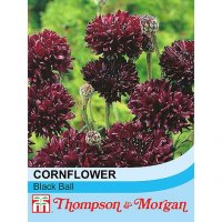 Thompson & Morgan Cornflower Black Ball