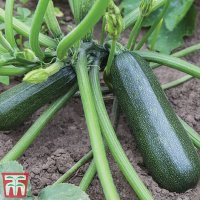 Thompson & Morgan Courgette Sure Thing