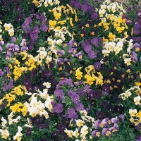 Thompson & Morgan Viola Bedding Supreme Mix