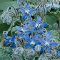 Thompson & Morgan Herb Borage