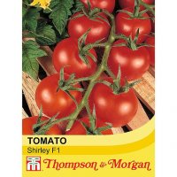 Thompson & Morgan Tomato Shirley F1 Hybrid