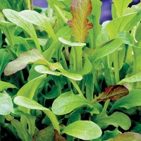 Thompson & morgan Salad Leaves - Mesclun Mixed