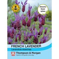 Thompson & organ Lavender- French