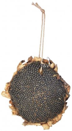 Fallen Fruits Dried Sunflower