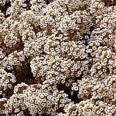 Thompson & Morgan Alyssum Maritima Procumbens Carpet Of Snow