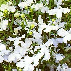 Thompson & Morgan Lobelia Pendula White Cascade