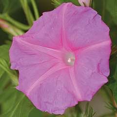 Thompson & Morgan Morning Glory : Candy Pink