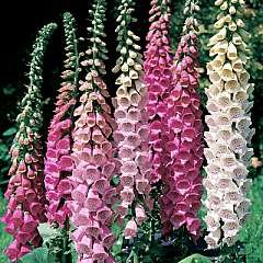 Thompson & Morgan Foxglove : Excelsior Hybrid Mixed