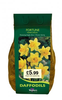 Taylors Fortune Daffodil Bulbs - 2kg