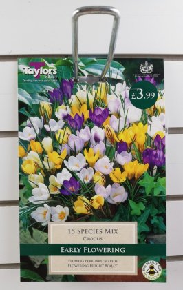 Taylors Mixed Species Crocus - 15 Bulbs