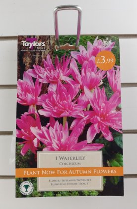 Taylors Waterlily Colchicum - 1 Bulb