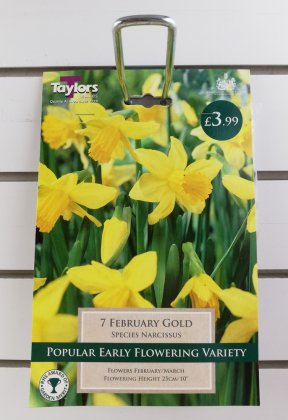 Taylors February Gold Daffodils - 7 Bulbs