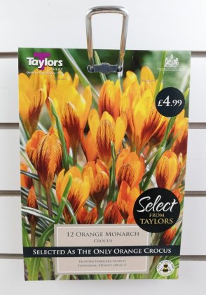 Taylors Orange Monarch Crocus - 12 Bulbs