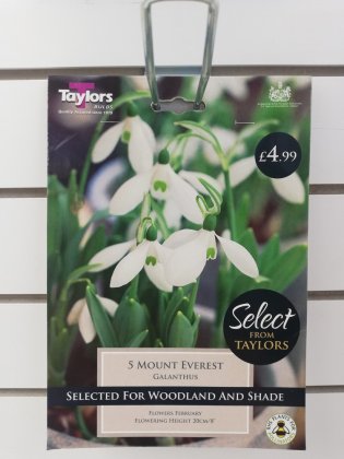 Taylors Mount Everest Galanthus - 5 bulbs