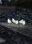 Konstsmide Acrylic Baby Birds Led Lights