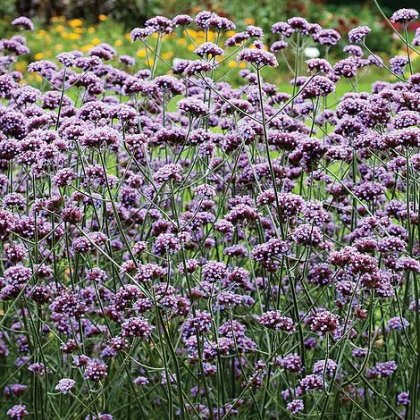 Thompson & Morgan Verbena Bonariensis