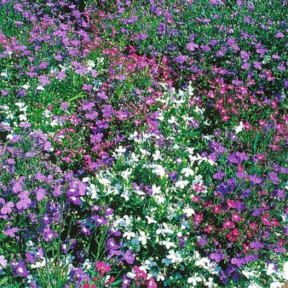 Thompson & Morgan Lobelia Erinus Compacta 'String of Pearls'