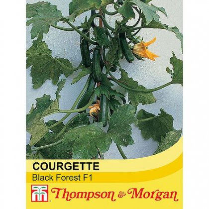 Courgette Black Forest F1 Hybrid