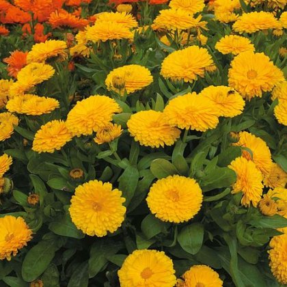 Thompson & Morgan Calendula Candyman Yellow