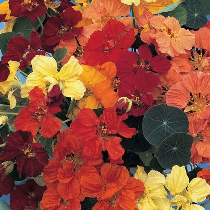 Thompson & Morgan Nasturtium Dwarf Compact Mixed