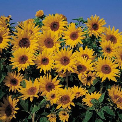 Thompson & Morgan Sunflower Dwarf Yellow Spray