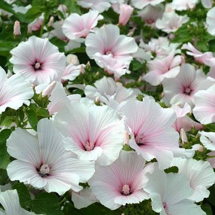 Thompson & Morgan Lavatera trimestris 'Dwarf Pink Blush