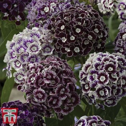 Thompson & Morgan Dianthus Purple Crown